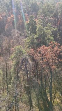 Bir sonbahar gününde ormanın dikey videosu, yavaş çekim.