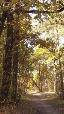 Bir sonbahar gününde ormanın dikey videosu, yavaş çekim.