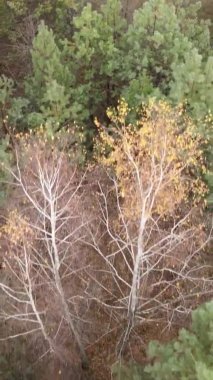 Bir sonbahar gününde ormanın dikey videosu, yavaş çekim.