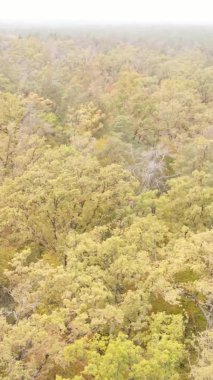 Bir sonbahar gününde ormanın dikey videosu, yavaş çekim.