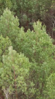 Bir sonbahar gününde ormanın dikey videosu, yavaş çekim.