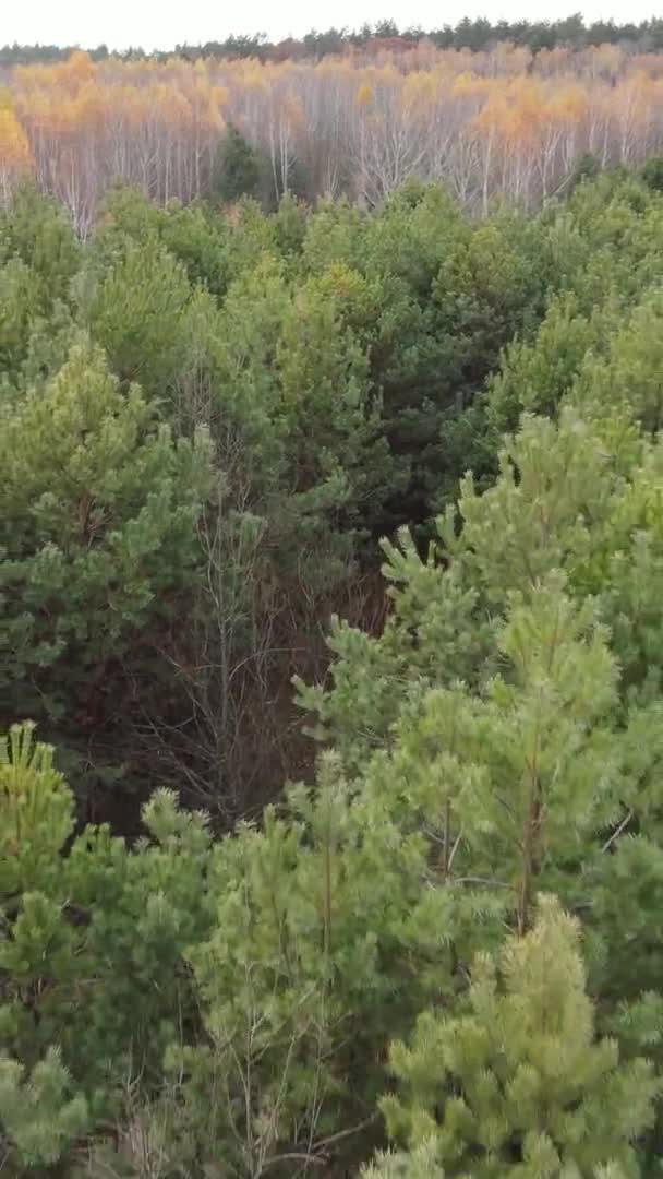 Vertikales Video Des Waldes Einem Herbsttag Zeitlupe — Stockvideo