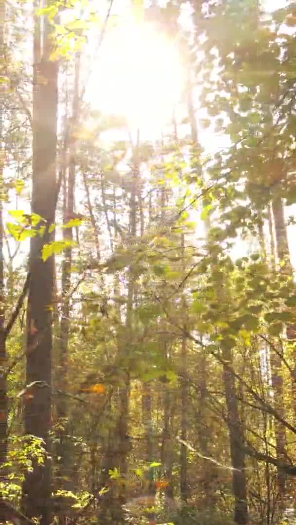 Vertikal Video Skogen Höstdag Slow Motion — Stockvideo