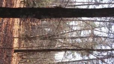 Bir sonbahar gününde ormanın dikey videosu, yavaş çekim.