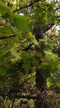 Bir sonbahar gününde ormanın dikey videosu, yavaş çekim.
