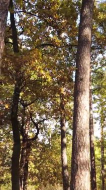 Bir sonbahar gününde ormanın dikey videosu, yavaş çekim.