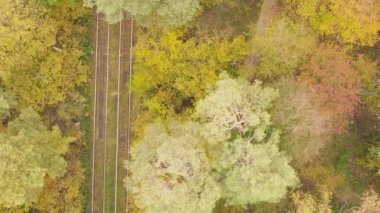 Bir sonbahar gününde ormanın dikey videosu, yavaş çekim.