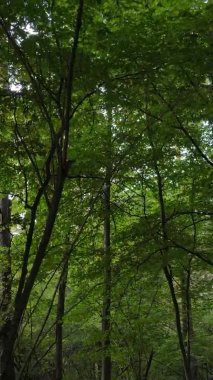 Bir sonbahar gününde ormanın dikey videosu, yavaş çekim.