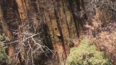 Bir sonbahar gününde ormanın dikey videosu, yavaş çekim.
