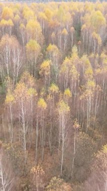 Bir sonbahar gününde ormanın dikey videosu, yavaş çekim.