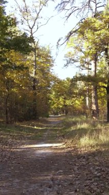 Bir sonbahar gününde ormanın dikey videosu, yavaş çekim.