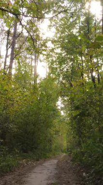 Bir sonbahar gününde ormanın dikey videosu, yavaş çekim.