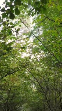 Bir sonbahar gününde ormanın dikey videosu, yavaş çekim.