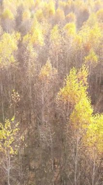 Bir sonbahar gününde ormanın dikey videosu, yavaş çekim.