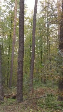 Bir sonbahar gününde ormanın dikey videosu, yavaş çekim.