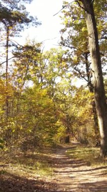 Bir sonbahar gününde ormanın dikey videosu, yavaş çekim.