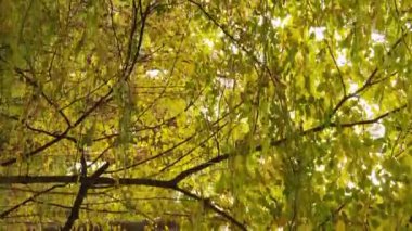 Bir sonbahar gününde ormanın dikey videosu, yavaş çekim.