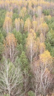 Bir sonbahar gününde ormanın dikey videosu, yavaş çekim.