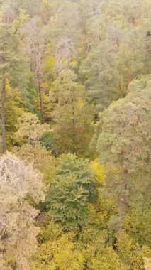 Bir sonbahar gününde ormanın dikey videosu, yavaş çekim.