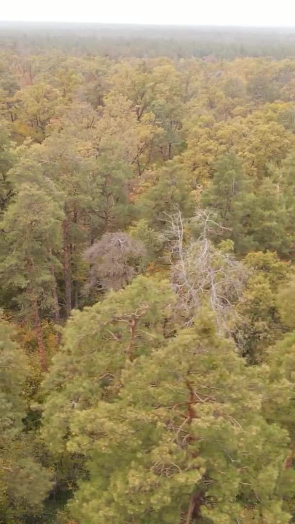 秋の日に森の垂直ビデオ スローモーション — ストック動画