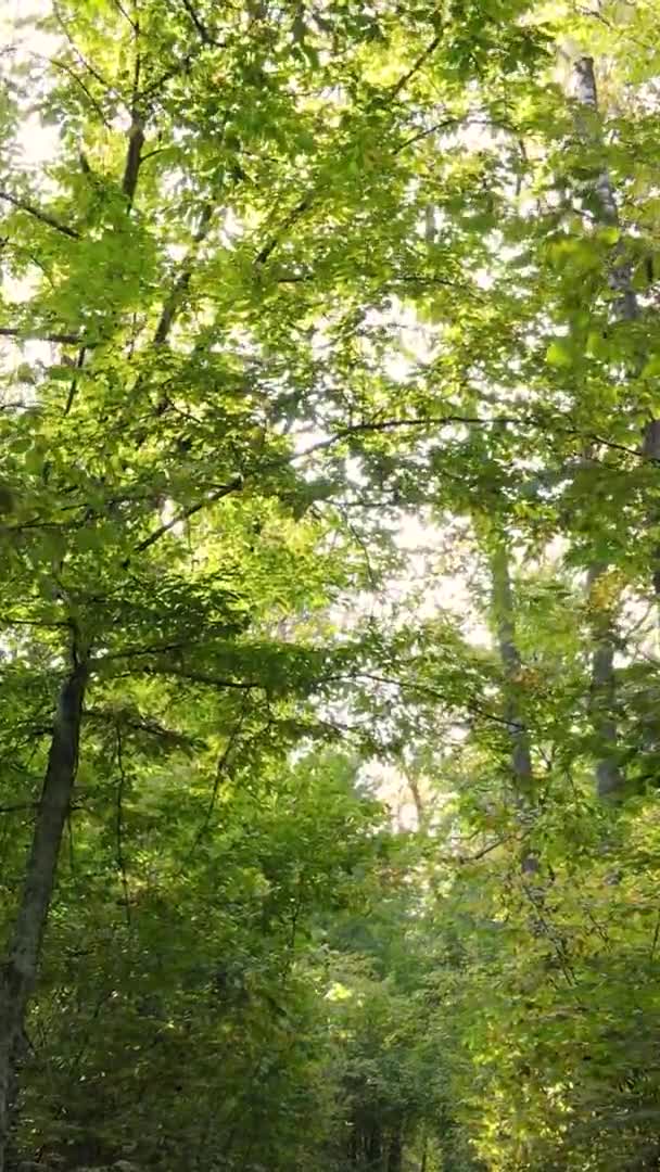 秋の日に森の垂直ビデオ スローモーション — ストック動画