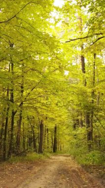 Bir sonbahar gününde ormanın dikey videosu, yavaş çekim.