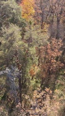 Bir sonbahar gününde ormanın dikey videosu, yavaş çekim.