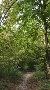 Bir sonbahar gününde ormanın dikey videosu, yavaş çekim.