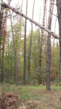Bir sonbahar gününde ormanın dikey videosu, yavaş çekim.