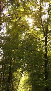 Bir sonbahar gününde ormanın dikey videosu, yavaş çekim.