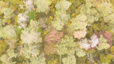 Bir sonbahar gününde ormanın dikey videosu, yavaş çekim.