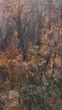 Bir sonbahar gününde ormanın dikey videosu, yavaş çekim.