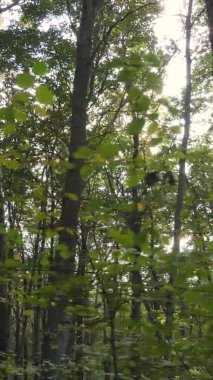 Bir sonbahar gününde ormanın dikey videosu, yavaş çekim.