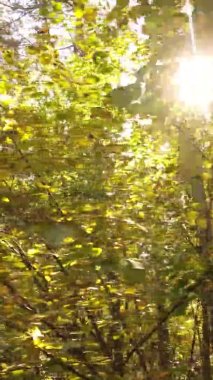 Bir sonbahar gününde ormanın dikey videosu, yavaş çekim.