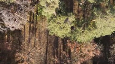 Bir sonbahar gününde ormanın dikey videosu, yavaş çekim.