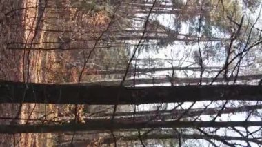 Bir sonbahar gününde ormanın dikey videosu, yavaş çekim.