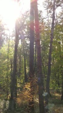 Bir sonbahar gününde ormanın dikey videosu, yavaş çekim.