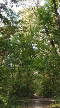 Bir sonbahar gününde ormanın dikey videosu, yavaş çekim.