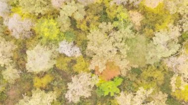 Bir sonbahar gününde ormanın dikey videosu, yavaş çekim.