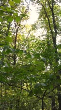 Bir sonbahar gününde ormanın dikey videosu, yavaş çekim.