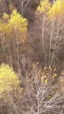 Bir sonbahar gününde ormanın dikey videosu, yavaş çekim.