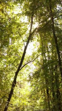 Bir sonbahar gününde ormanın dikey videosu, yavaş çekim.