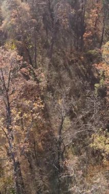 Bir sonbahar gününde ormanın dikey videosu, yavaş çekim.