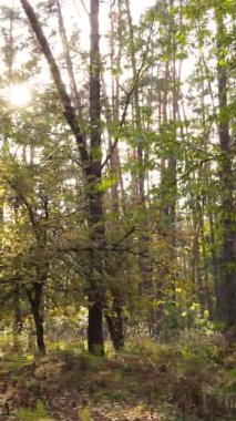 Bir sonbahar gününde ormanın dikey videosu, yavaş çekim.