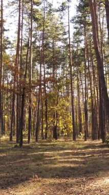 Ukrayna 'da bir sonbahar gününde ormandaki ağaçların dikey görüntüsü, yavaş çekim