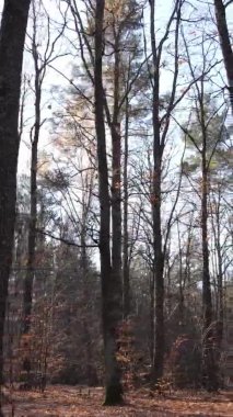Ukrayna 'da bir sonbahar gününde ormandaki ağaçların dikey görüntüsü, yavaş çekim