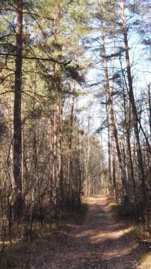 Ukrayna 'da bir sonbahar gününde ormandaki ağaçların dikey görüntüsü, yavaş çekim