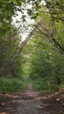 Ukrayna 'da bir sonbahar gününde ormandaki ağaçların dikey görüntüsü, yavaş çekim