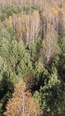 Ukrayna 'da bir sonbahar gününde ormandaki ağaçların dikey görüntüsü, yavaş çekim