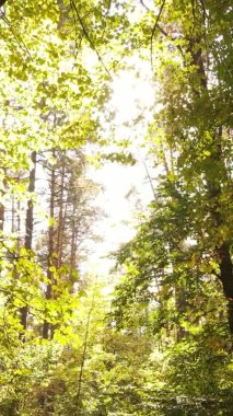 Ukrayna 'da bir sonbahar gününde ormandaki ağaçların dikey görüntüsü, yavaş çekim